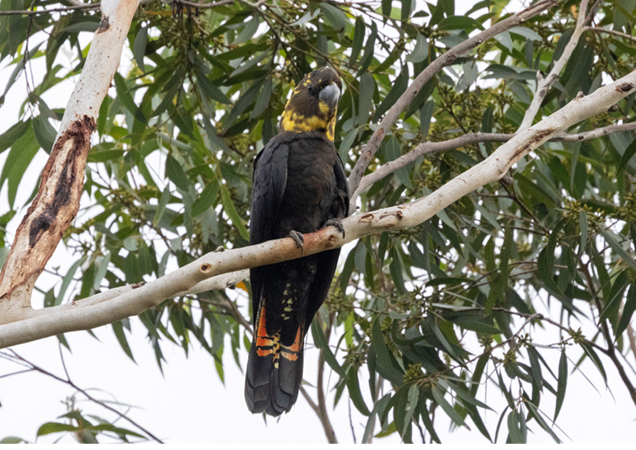 Glossy Black Cockatoo.